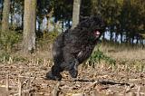 BOUVIER DES FLANDRES 291